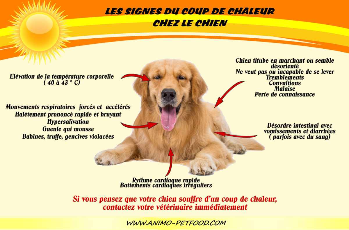 coup de chaleur chez le chien